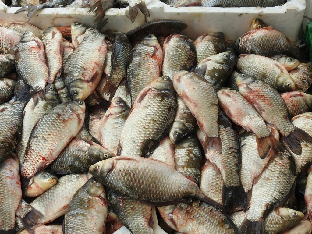 pexels photo 19311534 19311534 Close-up of freshly caught fish stacked in abundance at a market.